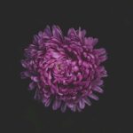 purple-beautiful-bloom-blooming-blossom-blur-1423627-pxhere.com_