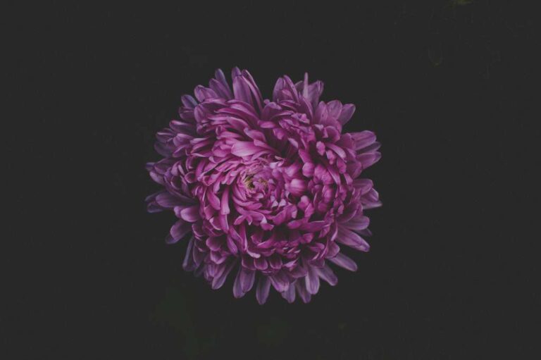 purple-beautiful-bloom-blooming-blossom-blur-1423627-pxhere.com_